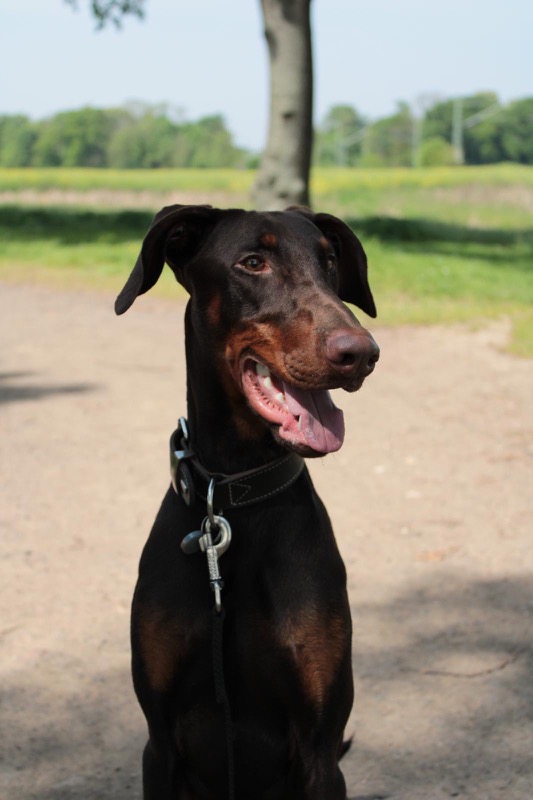 Jack, Dobermann