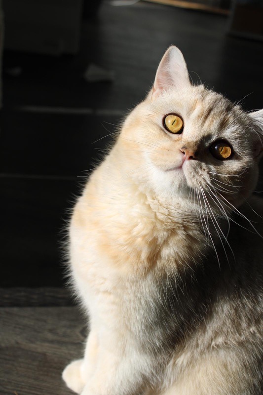 Knox, Katze